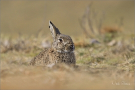 <p>KRÁLÍK DIVOKÝ (Oryctolagus cuniculus) ---- /European rabbit - Wildkaninchen/</p>